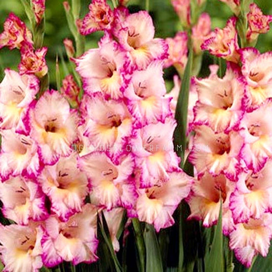 Gladiolus Priscilla - 10 Bulbs