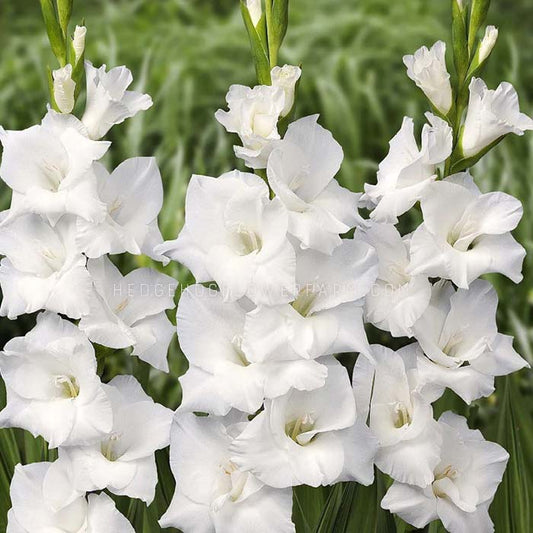 Gladiolus Snowboard - 10 Bulbs