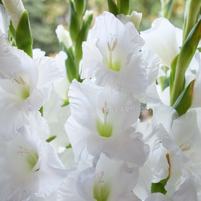 Gladiolus Snowboard - 10 Bulbs