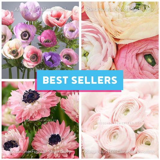 Collage of four images of flowers with 'BEST SELLERS' text overlay showing galilee pastel mix anemone, tecolote pastel mix ranunculus, fullstar strawbery anemone and half clone marshmallow ranunculus