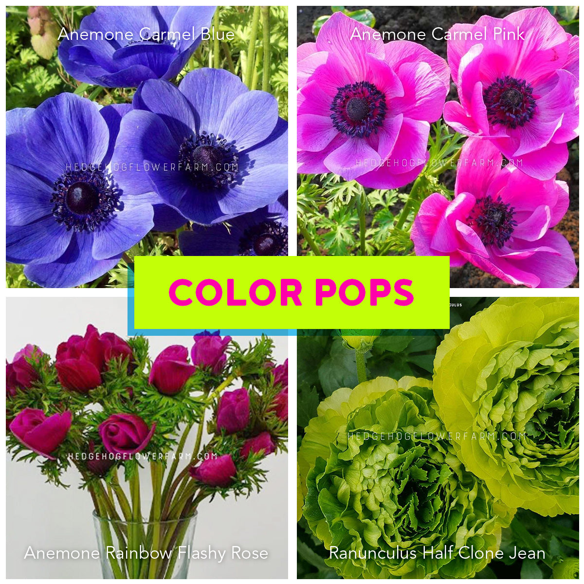 Collage of colorful flowers with 'Color Pops' text overlay showing carmel blue anemone, carmel pink anemone, rainbow flashy rose anemone and clone jean ranunculus