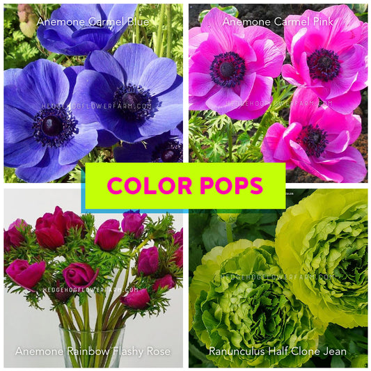 Collage of colorful flowers with 'Color Pops' text overlay showing carmel blue anemone, carmel pink anemone, rainbow flashy rose anemone and clone jean ranunculus