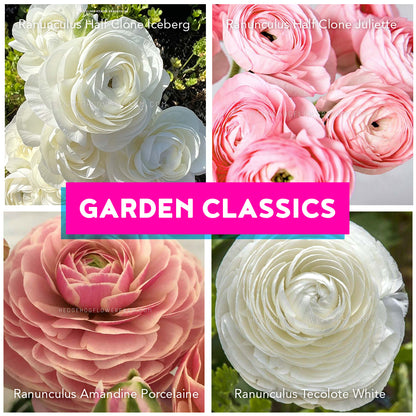 Collage of white and pink ranunculus flowers with 'Garden Classics' text showing half clone iceberg, half clone juliette, amandine porcelaine and tecolote white ranunculus