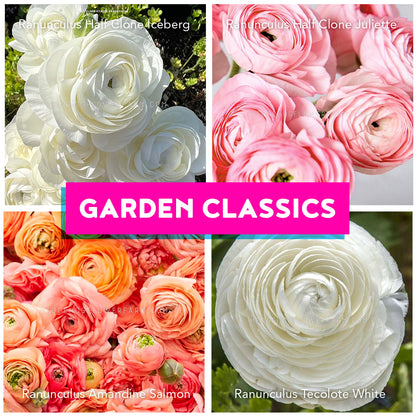 Collage of white, pink, and salmon ranunculus flowers with 'Garden Classics' text showing half clone iceberg, half clone juliette, amandine salmon and tecolote white ranunculus 