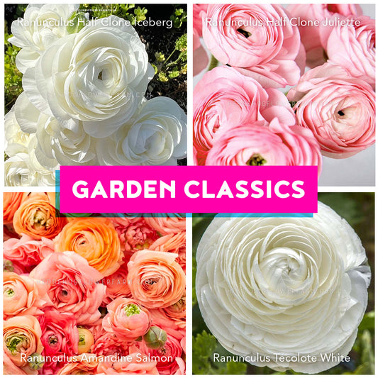 Collage of white, pink, and salmon ranunculus flowers with 'Garden Classics' text showing half clone iceberg, half clone juliette, amandine salmon and tecolote white ranunculus 