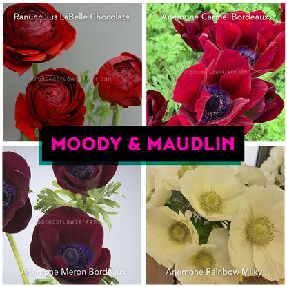Collage of red and white flowers with 'Moody & Maudlin' text showing Labelle chocolate ranunculus, carmel bordeaux anemone, meron bordeaux anemone and rainbow milky anemone