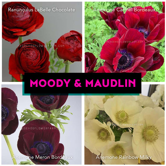 Collage of red and white flowers with 'Moody & Maudlin' text showing Labelle chocolate ranunculus, carmel bordeaux anemone, meron bordeaux anemone and rainbow milky anemone