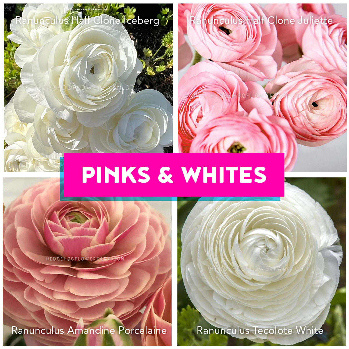 Pink and Whites Bundle - 40 corms