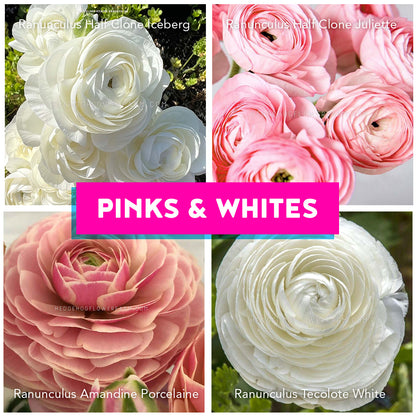 Pink and Whites Bundle - 40 corms