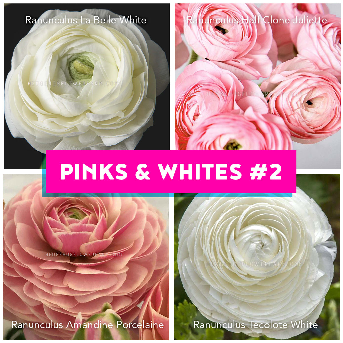 A collage of colorful ranunculus flowers. The top left features white La Belle White blooms, the top right shows pink Half Clone Juliette flowers, the bottom left displays a pink Amandine Porcelain bloom, and the bottom right showcases a white Tecolote White flower. The text "PINKS & WHITES #2" is in the center.