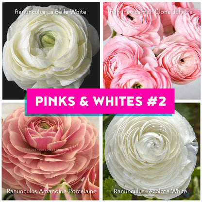 A collage of colorful ranunculus flowers. The top left features white La Belle White blooms, the top right shows pink Half Clone Juliette flowers, the bottom left displays a pink Amandine Porcelain bloom, and the bottom right showcases a white Tecolote White flower. The text "PINKS & WHITES #2" is in the center.