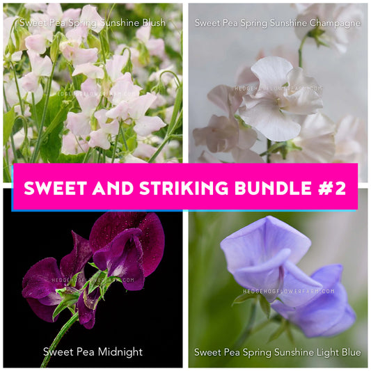 Collage of sweet pea flowers with product names and 'Sweet and Striking Bundle #2' text. Sweet Pea Spring Sunshine Blush, Spring Sunshine Champagne, Midnight and Spring Sunshine Light Blue can be seen.