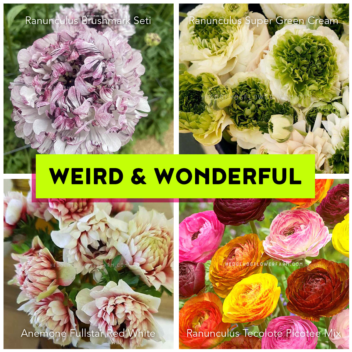 Collage of various flower bouquets with text 'Weird & Wonderful' at the center showing brushmark seti ranunculus, super green cream ranunculus, fullstar red white anemone and tecolote picotee mix ranunculus 