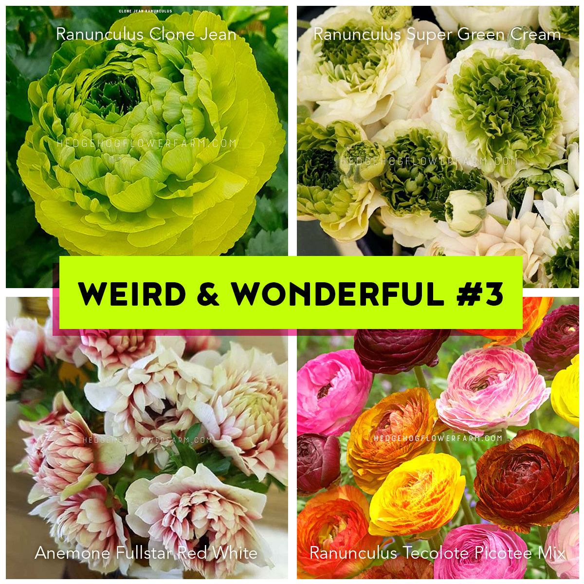 Weird and Wonderful Bundle #3 - 35 corms