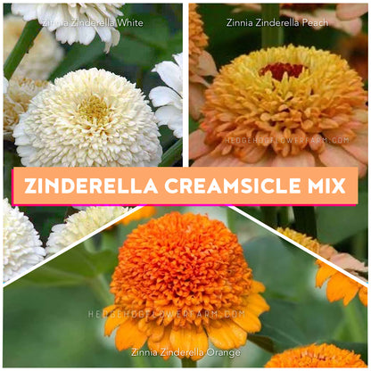 Zinnia Zinderella Creamsicle Mix Seeds Bundle