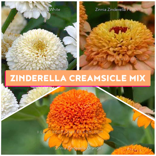Zinnia Zinderella Creamsicle Mix Seeds Bundle