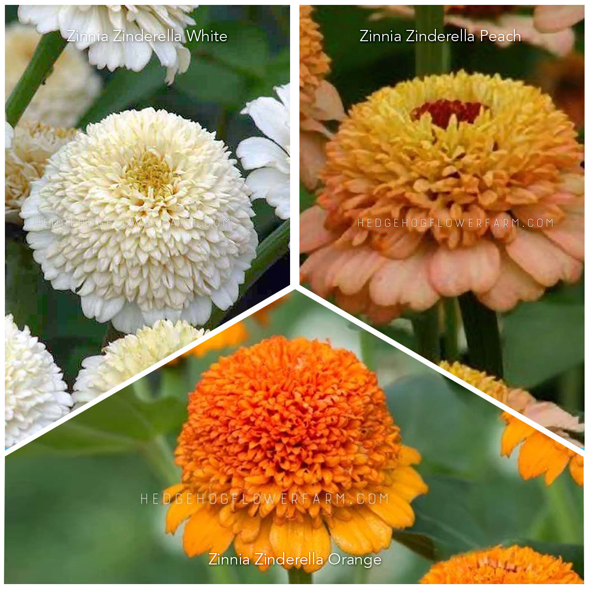 Zinnia Zinderella Creamsicle Mix Seeds Bundle