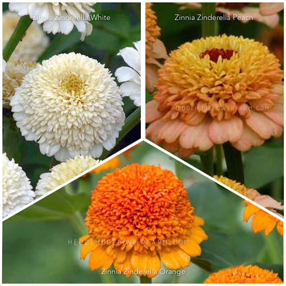 Zinnia Zinderella Creamsicle Mix Seeds Bundle