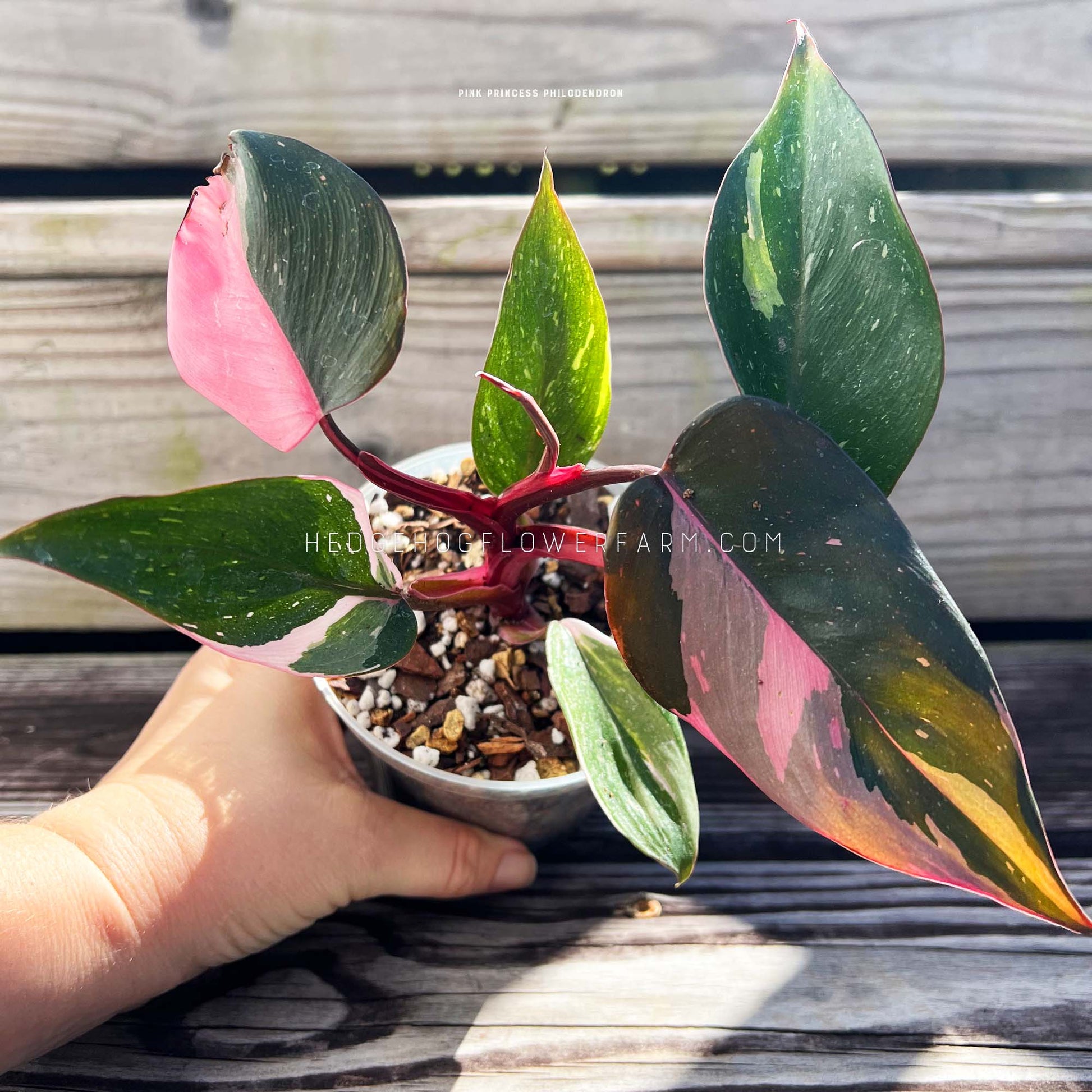 Photo of Pink Princess Philodendron growing in a pot with a brown soil mixture. Green leaves with pink variegation on burgundy stems can be seen with a hand holding it against a wood background.