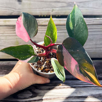 Photo of Pink Princess Philodendron growing in a pot with a brown soil mixture. Green leaves with pink variegation on burgundy stems can be seen with a hand holding it against a wood background.