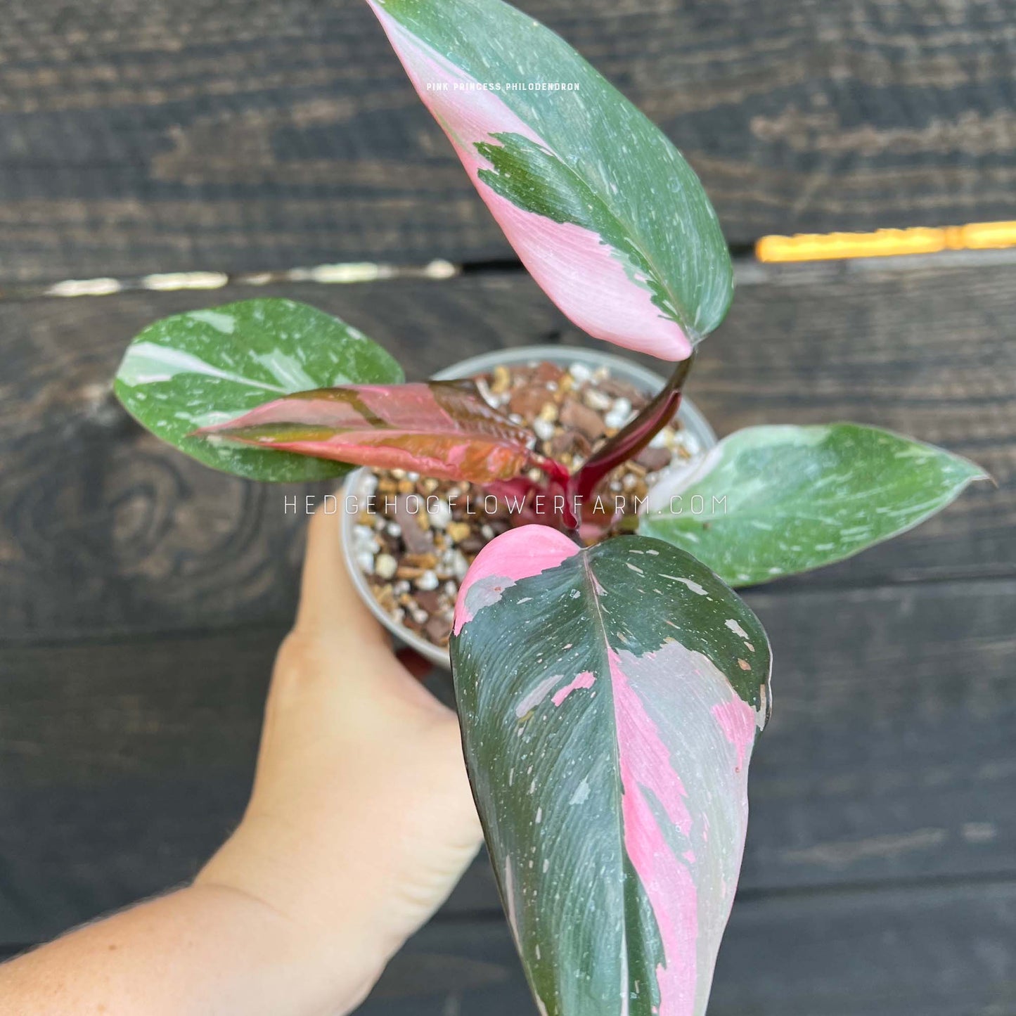 Photo of Pink Princess Philodendron growing in a pot with a brown soil mixture. Green leaves with pink variegation on burgundy stems can be seen with a hand holding it up against a black wood background.