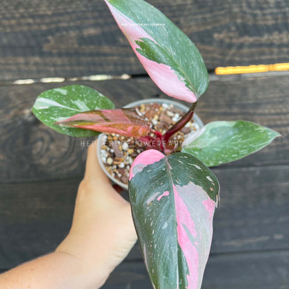 Photo of Pink Princess Philodendron growing in a pot with a brown soil mixture. Green leaves with pink variegation on burgundy stems can be seen with a hand holding it up against a black wood background.