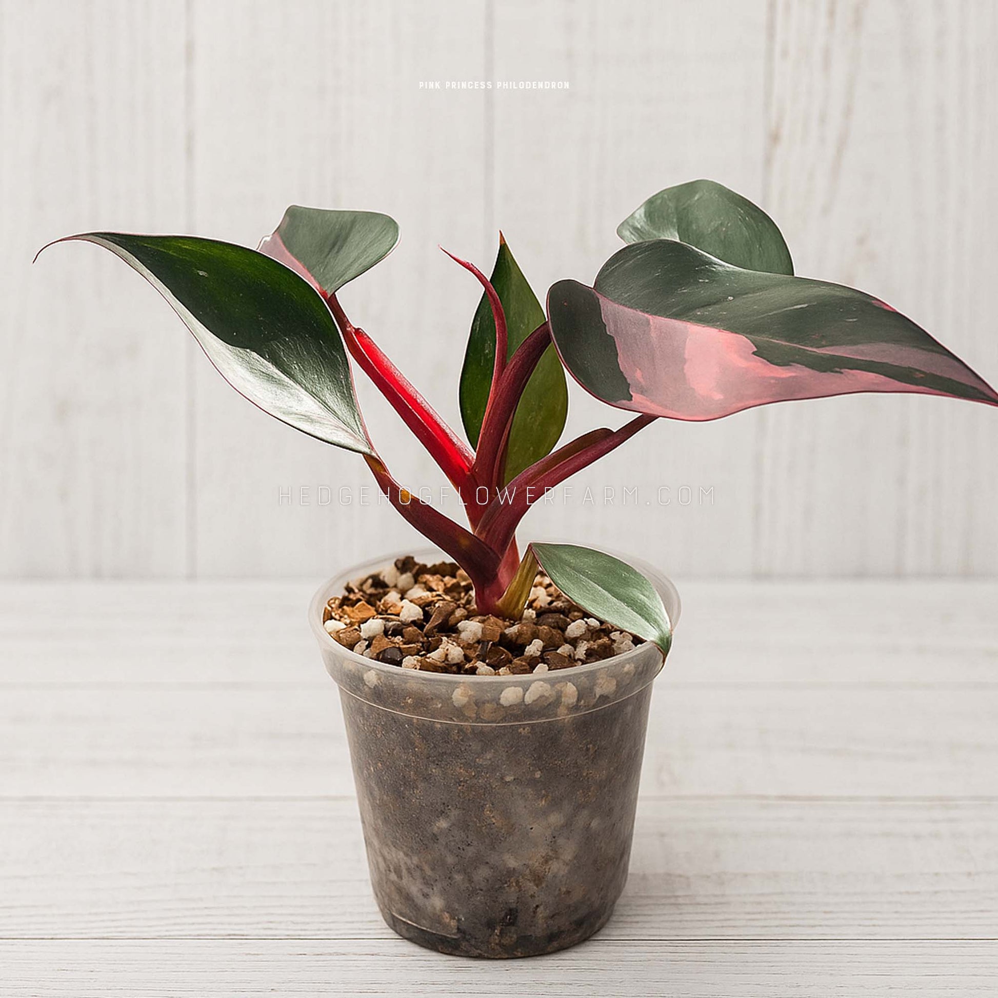 Photo of Pink Princess Philodendron growing in a 4" clear pot with a brown soil mixture. Green leaves with pink variegation on burgundy stems can be seen against a white wood background.