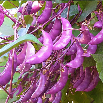 Hyacinth Bean Red Leaf Seeds