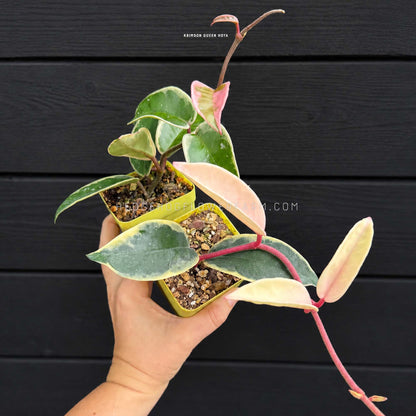 Hoya - Krimson Queen - Live Potted Plant