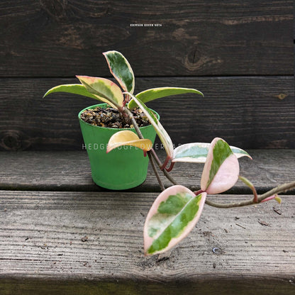 Hoya - Krimson Queen - Live Potted Plant