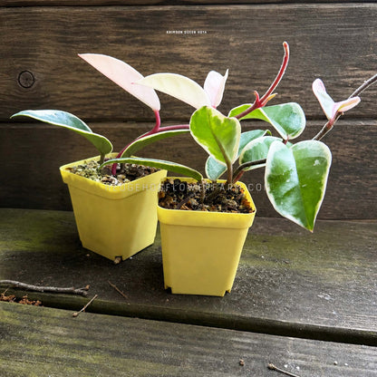 Hoya - Krimson Queen - Live Potted Plant