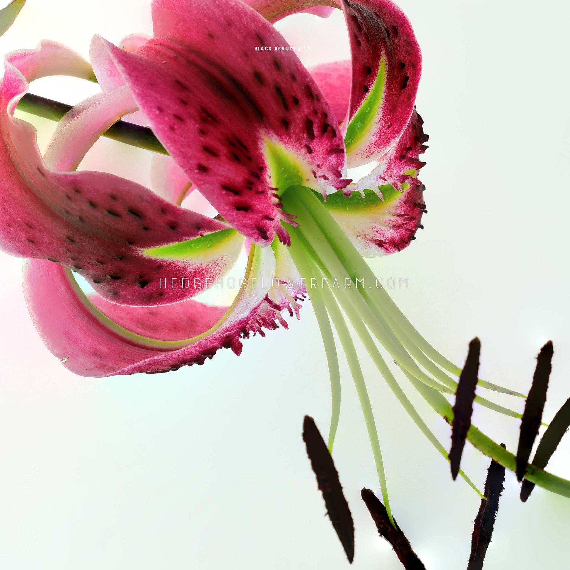 black beauty tiger lily Black Beauty Lily | 5 Bulbs | Lilium hybrida