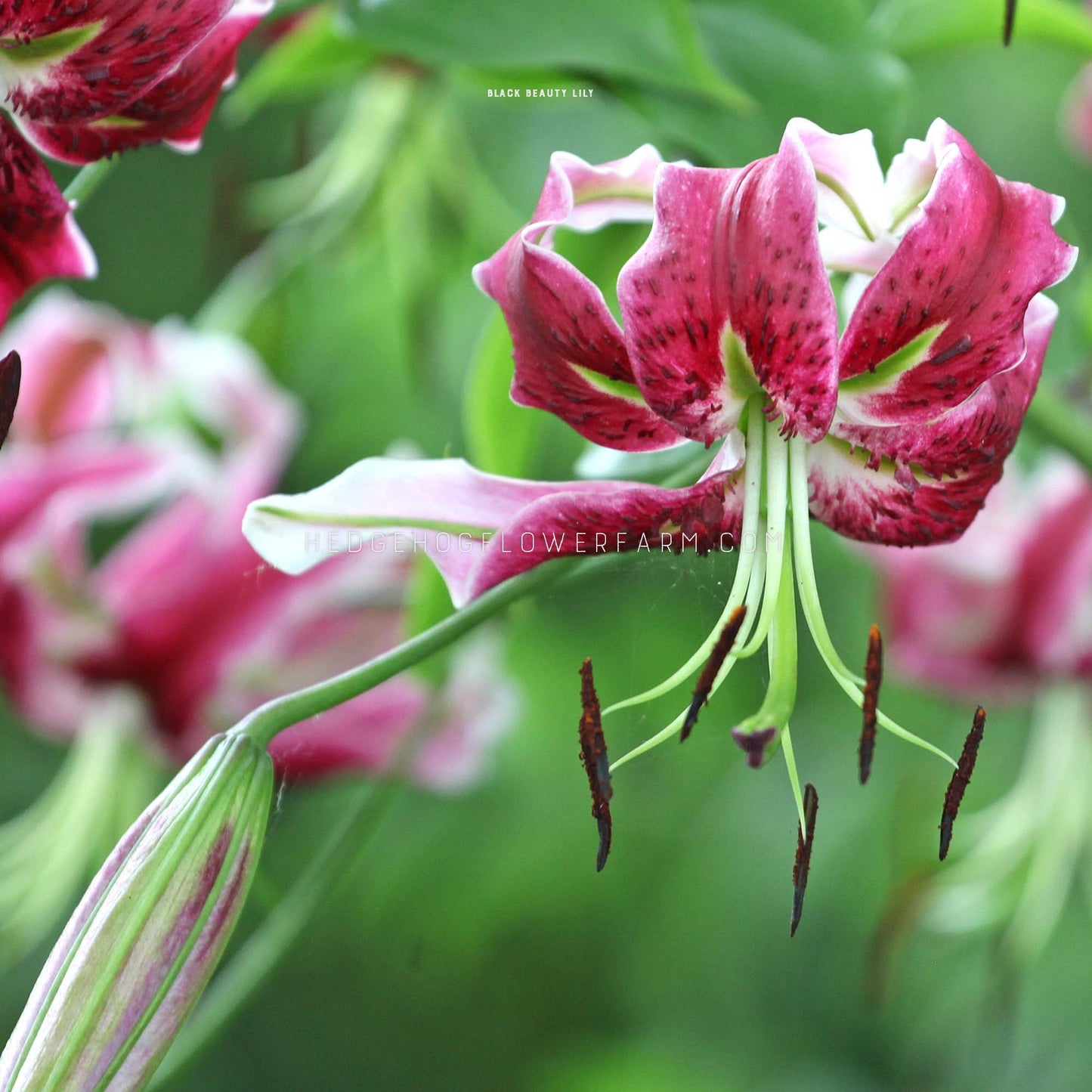 tiger lily black bulbets Black Beauty Lily | 5 Bulbs | Lilium hybrida