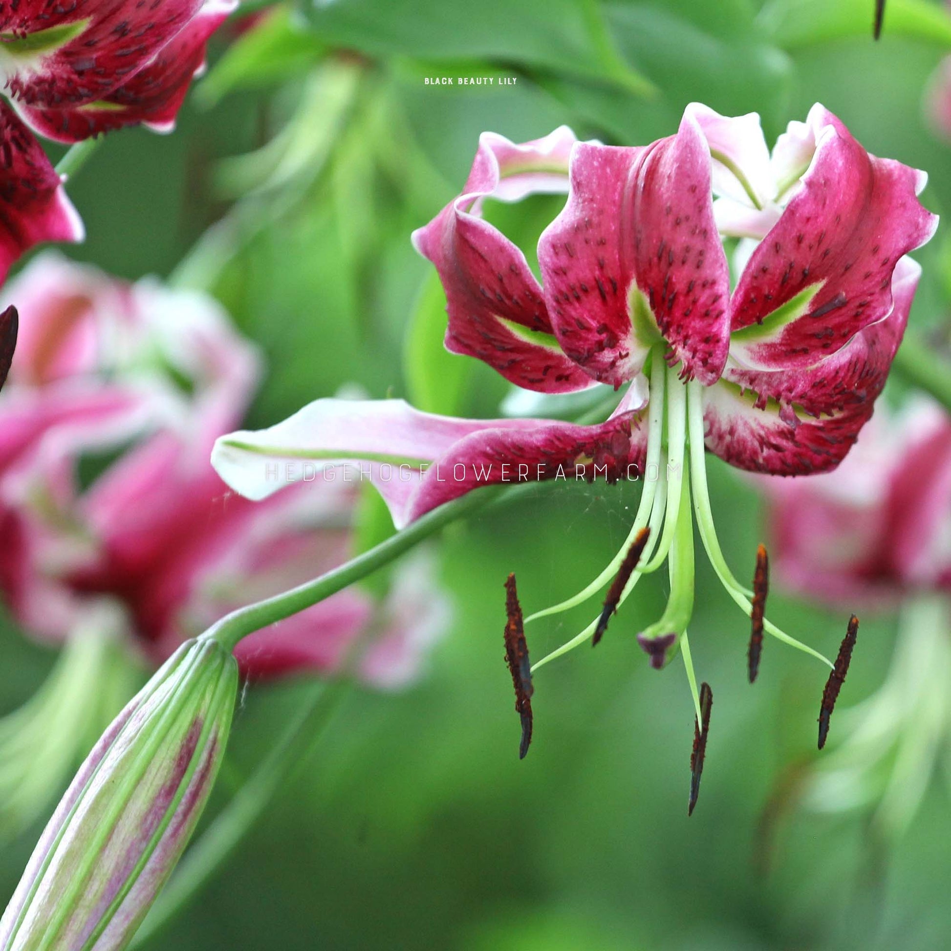 black asiatic lily bulbs Black Beauty Lily | 5 Bulbs | Lilium hybrida