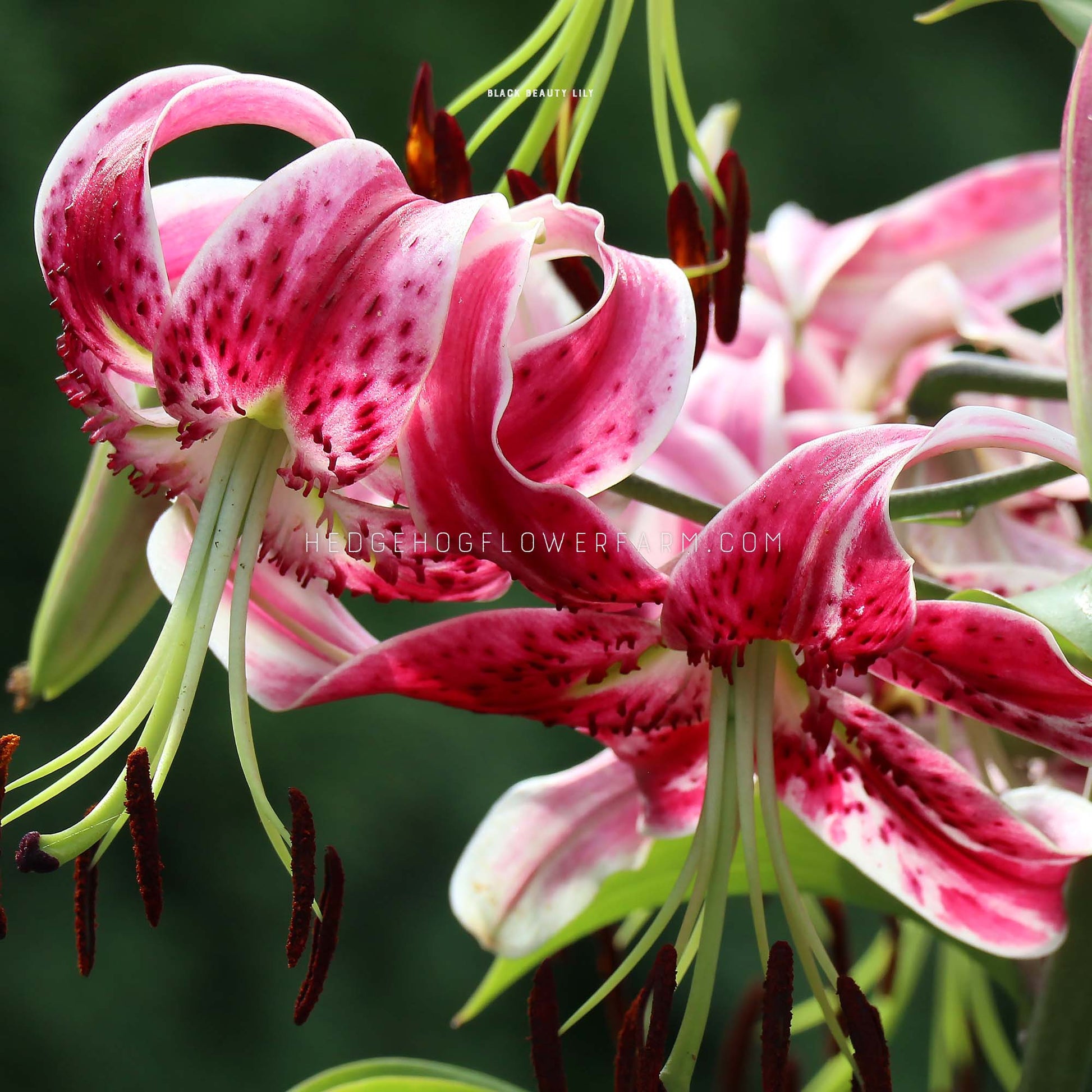 flower beauty tiger lily Black Beauty Lily | 5 Bulbs | Lilium hybrida
