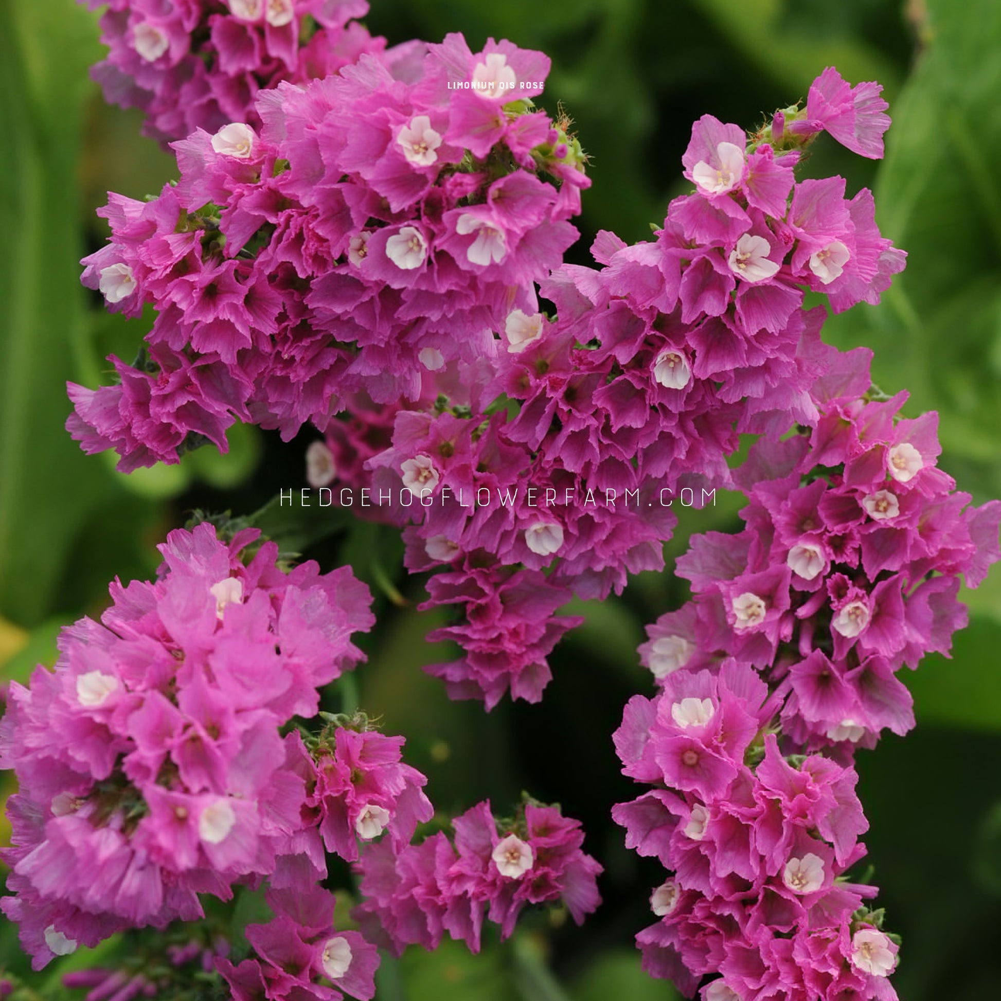Close-up photo of statice limonium Qis Rose blooming showing thin, papery, purple to rose colored cupped florets. White florets can be seen interspersed within the pink florets. Blurred green garden background can be seen. 