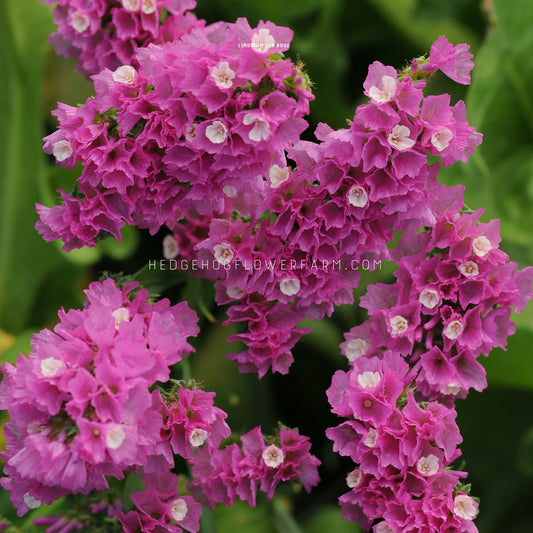 Close-up photo of statice limonium Qis Rose blooming showing thin, papery, purple to rose colored cupped florets. White florets can be seen interspersed within the pink florets. Blurred green garden background can be seen. 