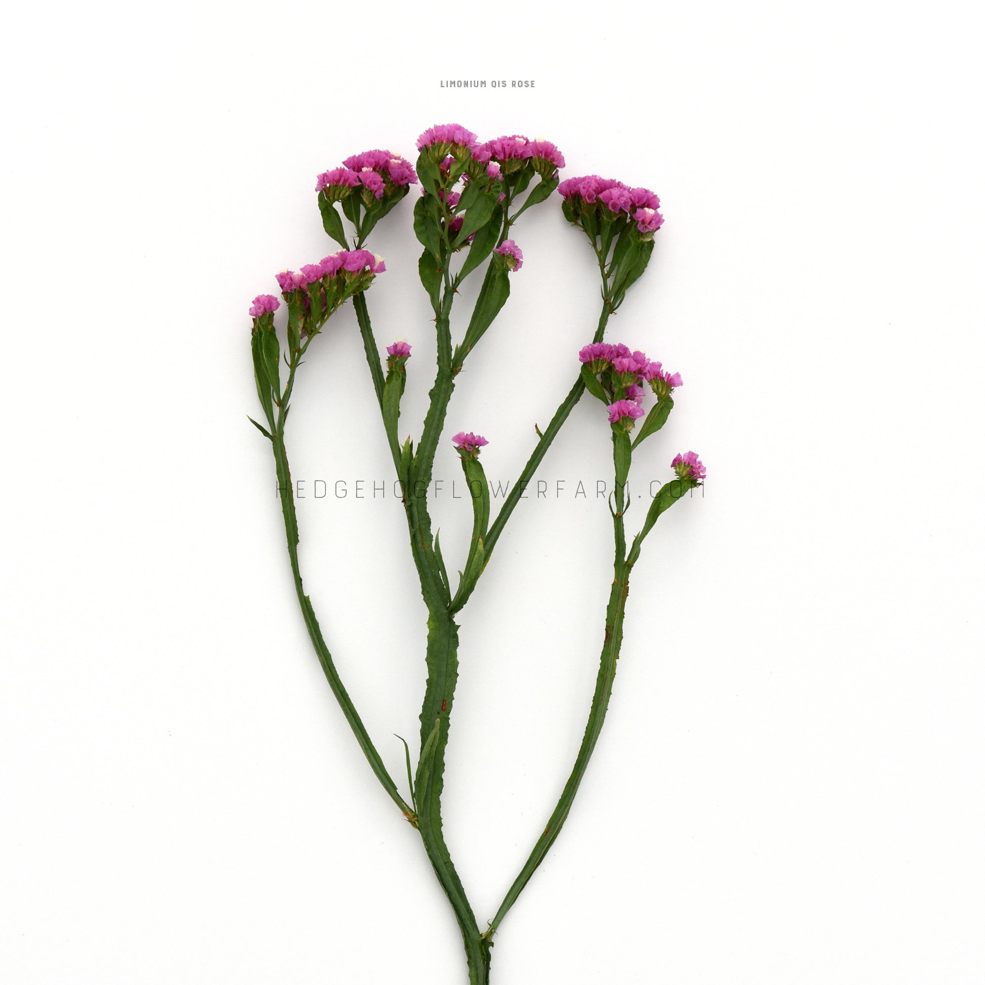 Pink statice qis rose flower clusters on green stems against a white background