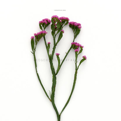 Pink statice qis rose flower clusters on green stems against a white background