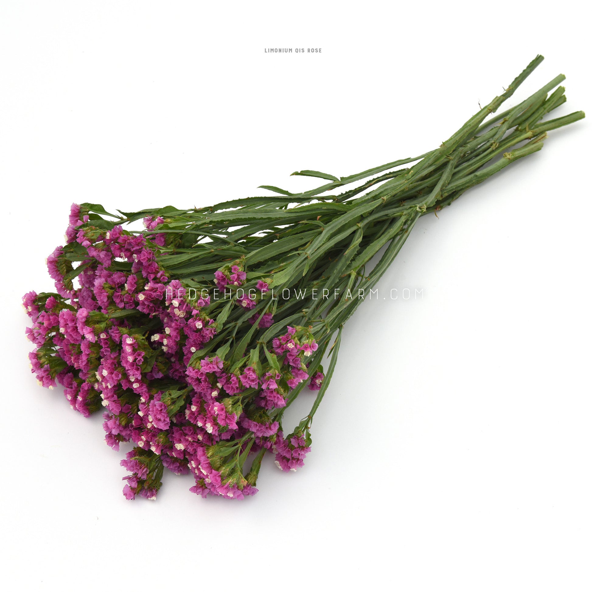 Bouquet of pink statice qis rose flower clusters on skinny, green stems laid down on a white background