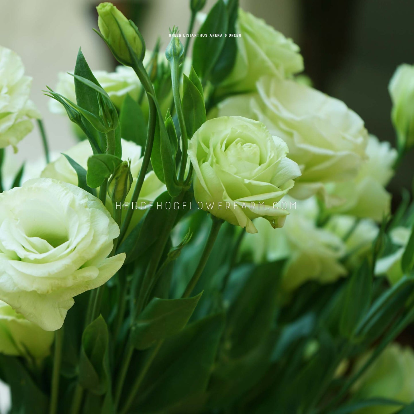 Arena 3 Green Lisianthus Seeds