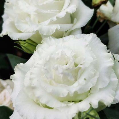 Close-up photo of two celeb 1 vanilla lisianthus flowers in bloom showing white ruffled petals. 