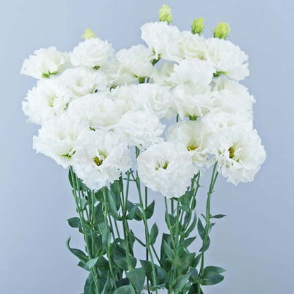 A bouquet of celeb 1 vanilla lisianthus flowers in bloom showing white ruffled petals on green stems with green leaves on a blue background. 