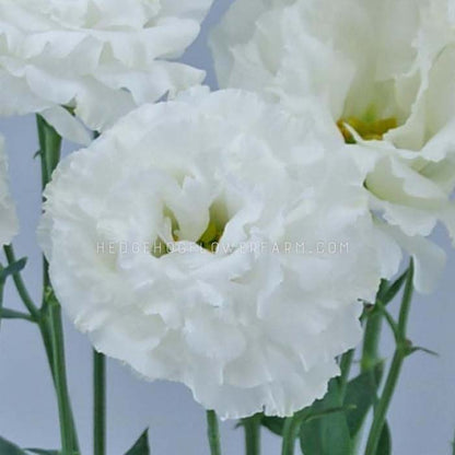 Close-up photo of celeb 1 vanilla lisianthus flowers in bloom showing white ruffled petals on green stems.