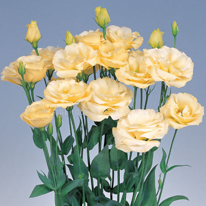 Photo of a bouquet of Lisianthus Excalibur Yellow showing butter colored ruffled blooms in different stages on skinny green stems with green leaves against a blue background. 