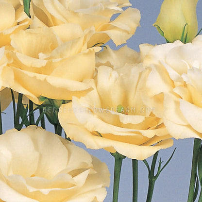 Close-up photo of Lisianthus Excalibur Yellow showing butter colored ruffled blooms in different stages on skinny green stems against a blue background. 