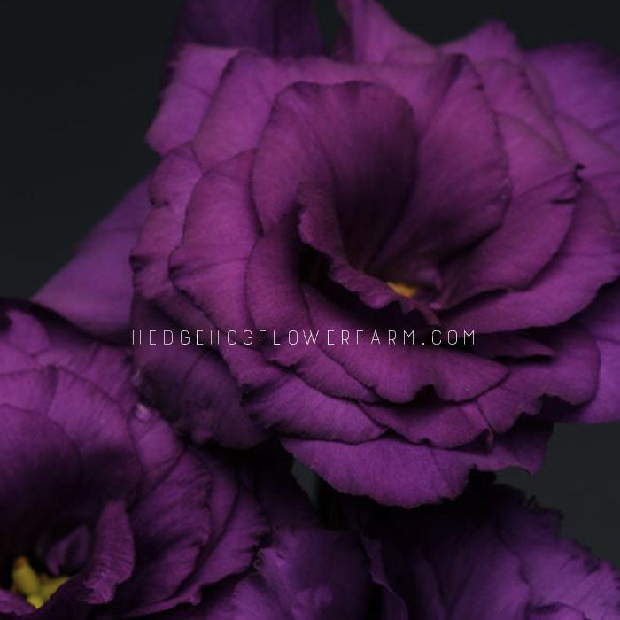 up close image of Lisianthus Flare Blue Deep. dark purple flower.