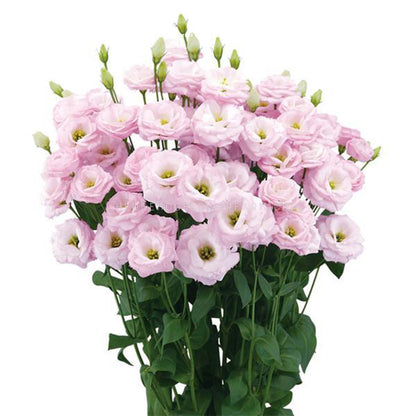 Photo of a bouquet of Arosa 1 Pink Lisianthus in different stages of bloom showing light pink rose like petals with yellow centers on skinny green stems with green leaves on a solid white background. 
