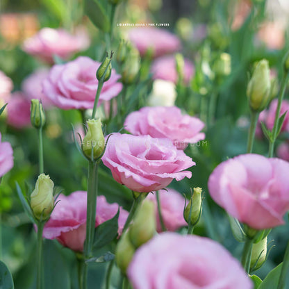 Photo of Arosa 1 Pink Lisianthus blooming in a garden setting showing light pink rose like blooms surrounded by greenery. 