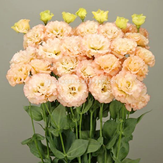 Lisianthus Celeb 2 Apricot Seeds - Better than Roses
